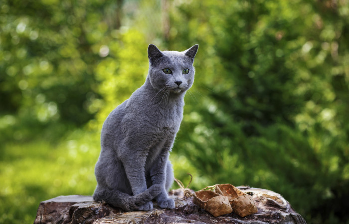 Ruská modrá kočka, foto: Shutterstock