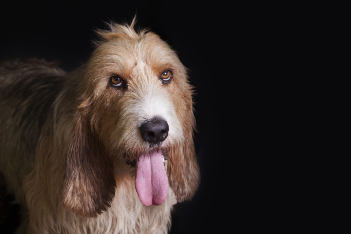 Velký hrubosrstý vendéeský baset, foto: Shutterstock