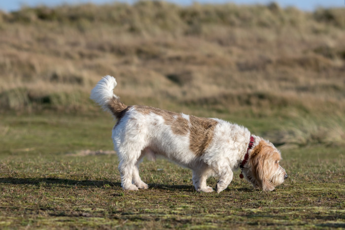 Velký hrubosrstý vendéeský baset, foto: Shutterstock