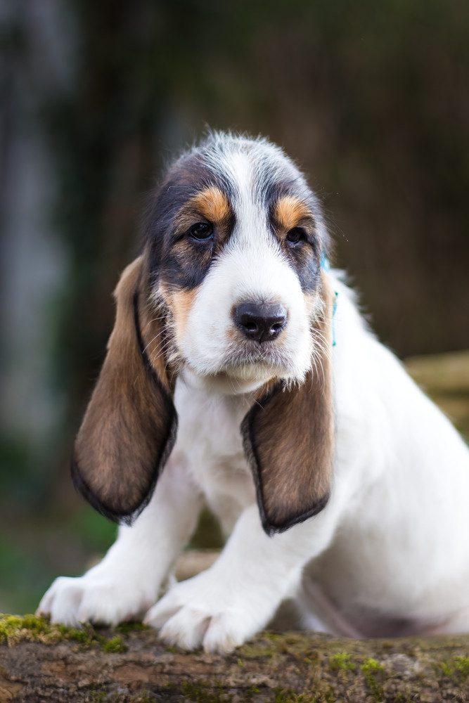 Velký hrubosrstý vendéeský baset - štěně, foto: Shutterstock