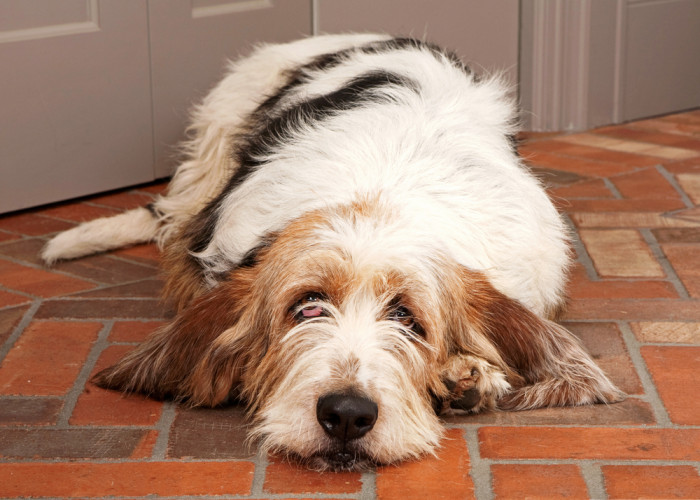 Velký hrubosrstý vendéeský baset, foto: Shutterstock