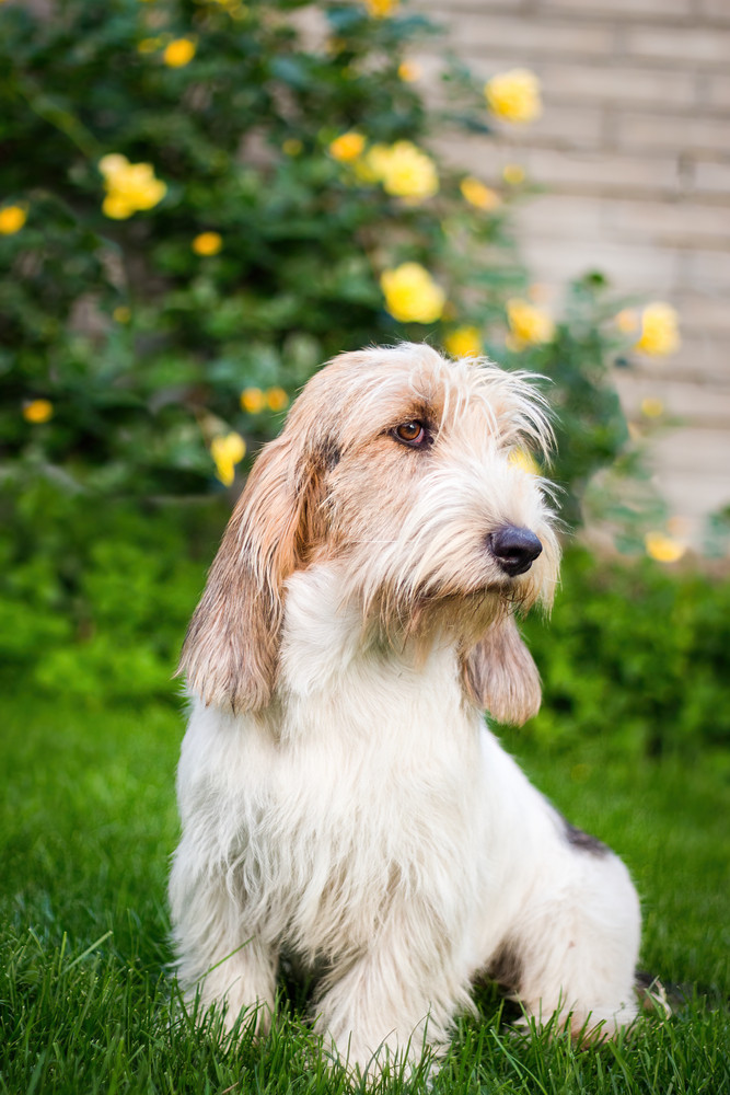 Velký hrubosrstý vendéeský baset, foto: Shutterstock