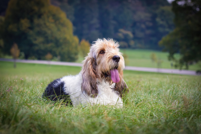 Velký hrubosrstý vendéeský baset, foto: Shutterstock