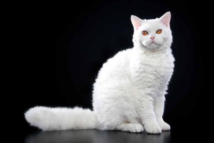 Selkirk Rex krátkosrstý, foto: Shutterstock