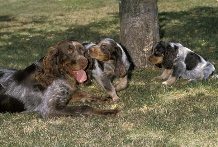 Pikardský ohař dlouhosrstý, fena se štěňaty. Foto: Shutterstock