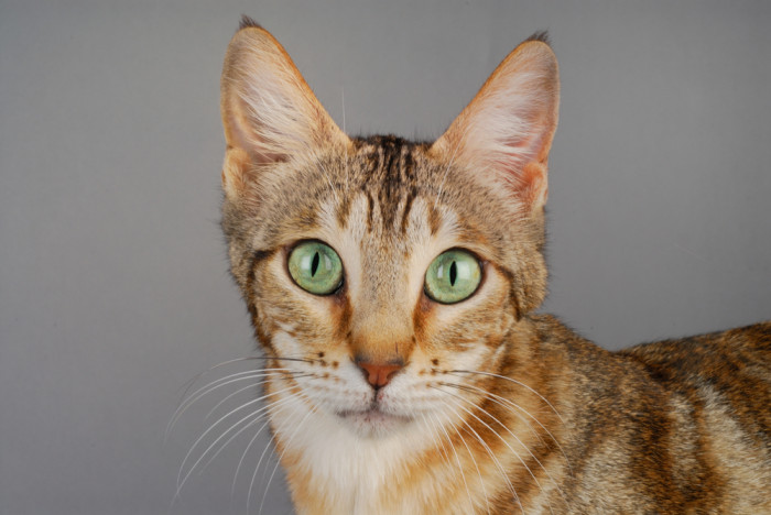 Sokoke, foto: Shutterstock
