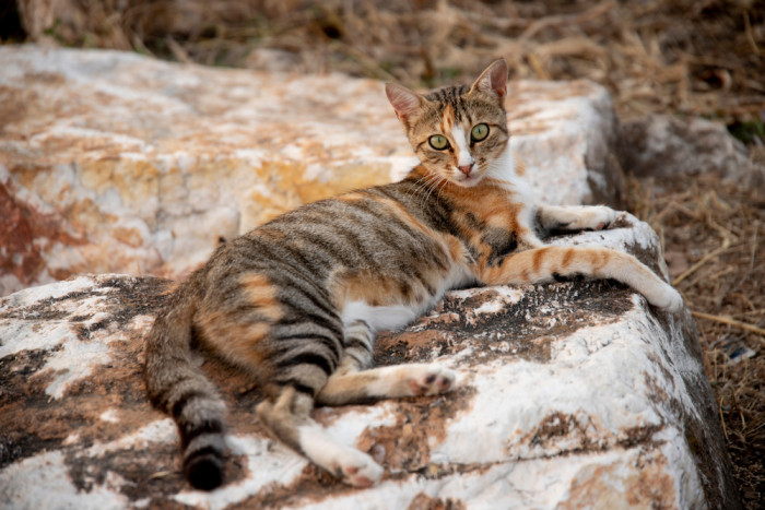 Sokoke, foto: Shutterstock