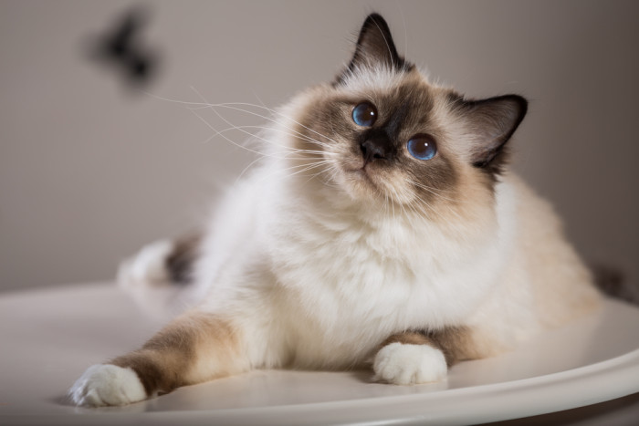 Birma, foto: Shutterstock