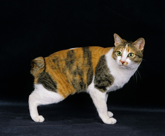 Japonský bobtail, foto: Shutterstock