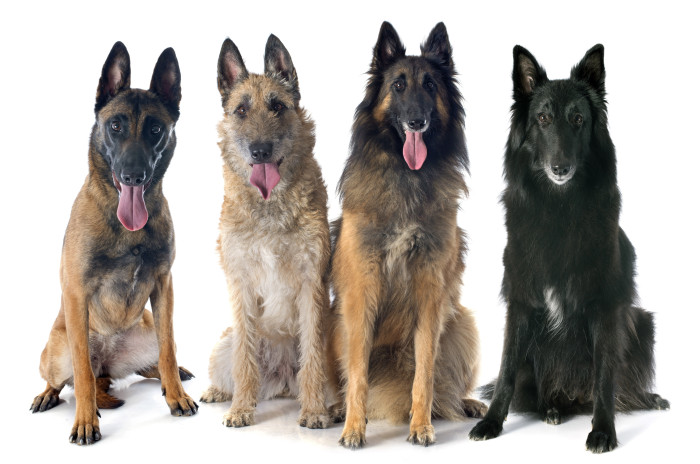 Belgičtí ovčáci, zleva: Malinois, Laekenois, Tervueren, Groenendael. Foto: Shutterstock