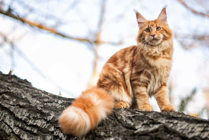 Mainská mývalí kočka, foto: Shutterstock