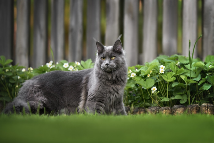 Mainská mývalí kočka, foto: Shutterstock