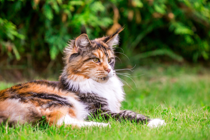 Mainská mývalí kočka, foto: Shutterstock