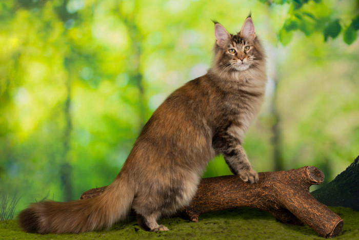 Mainská mývalí kočka, foto: Shutterstock