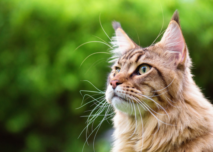 Mainská mývalí kočka, foto: Shutterstock