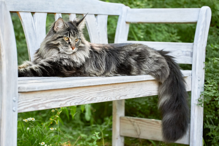 Mainská mývalí kočka, foto: Shutterstock