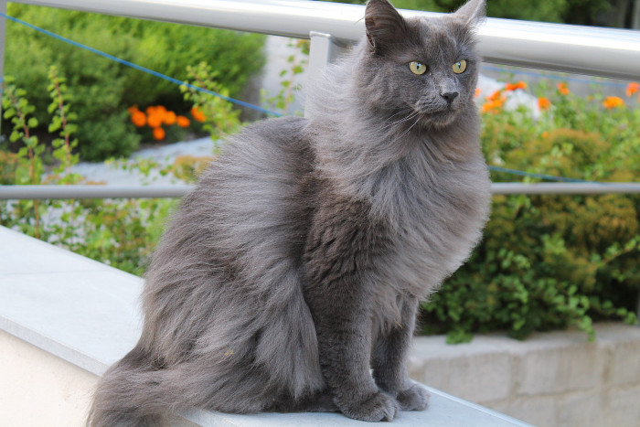 Nebelung, foto: Shutterstock