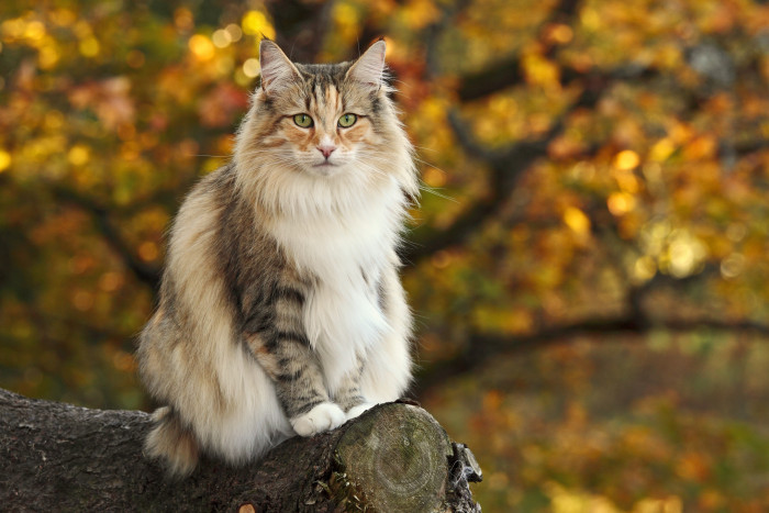 Norská lesní kočka, foto: Shutterstock