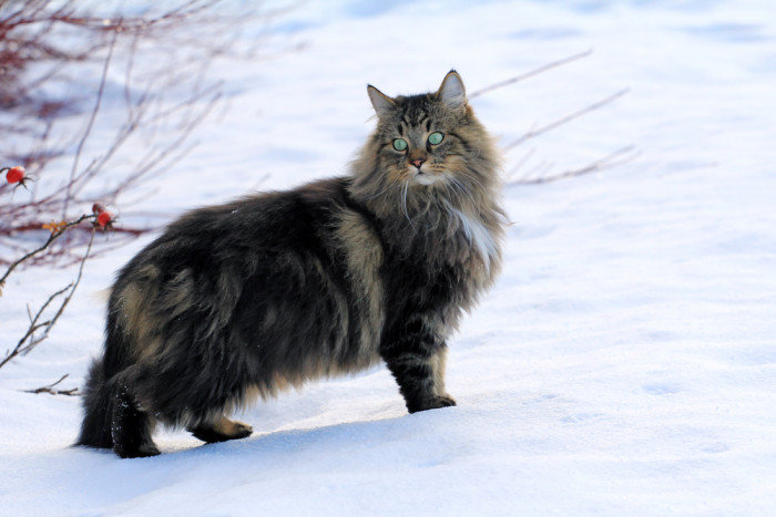 Norská lesní kočka, foto: Shutterstock