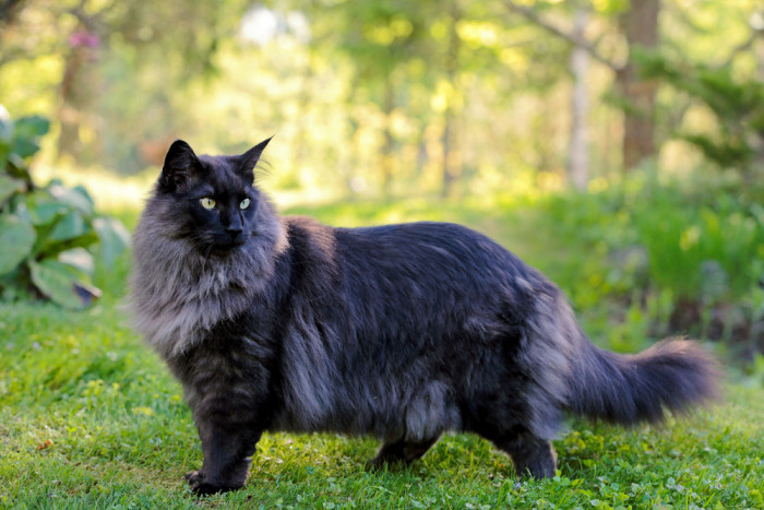 Norská lesní kočka, foto: Shutterstock