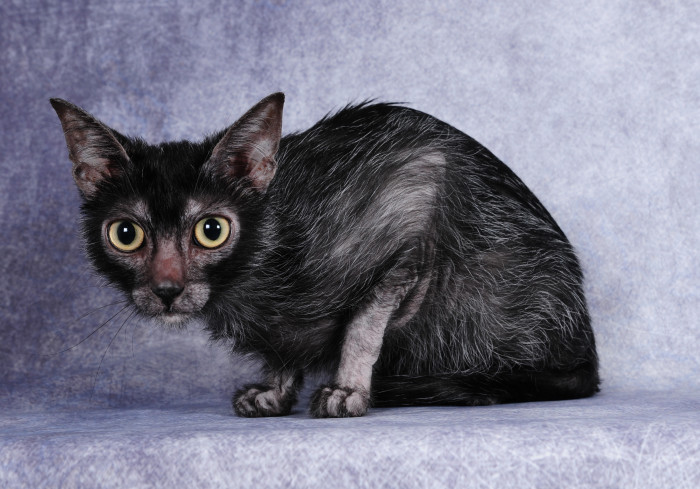 Lykoi, foto: Shutterstock