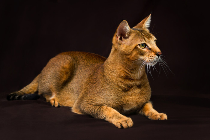 Chausie, foto: Shutterstock