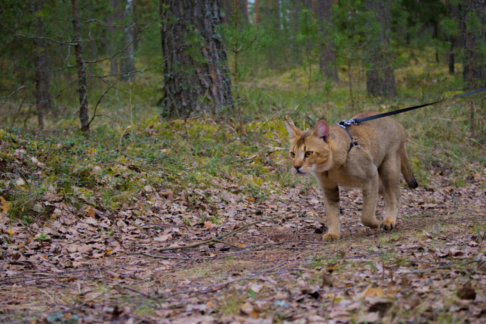 Chausie, foto: Shutterstock