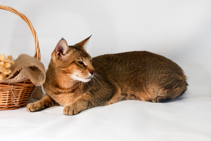 Chausie, foto: Shutterstock