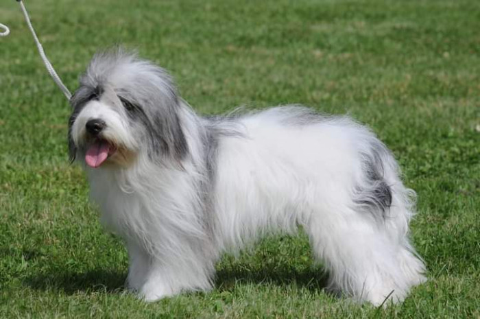 Odis - foto: Kateřina Kindlová, CHS Loving Gaze