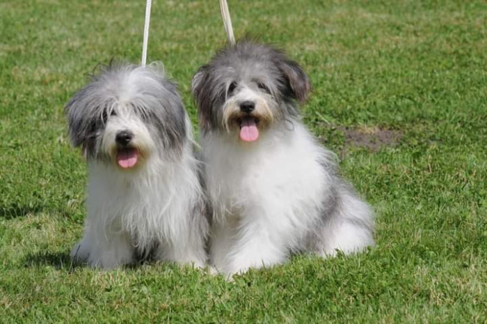 Odis - foto: Kateřina Kindlová, CHS Loving Gaze