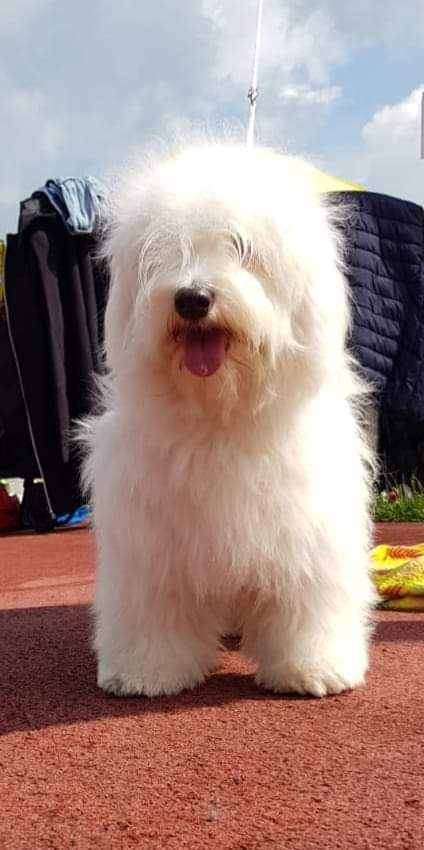 Odis - foto: Kateřina Kindlová, CHS Loving Gaze