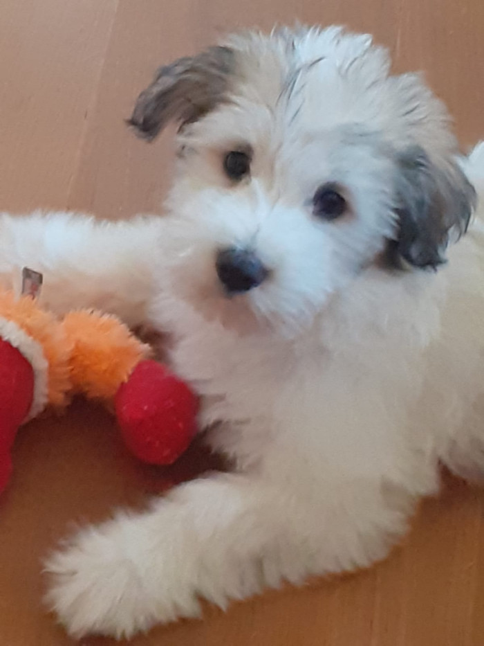 Odis - foto: Kateřina Kindlová, CHS Loving Gaze