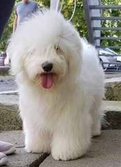 Odis - foto: Kateřina Kindlová, CHS Loving Gaze