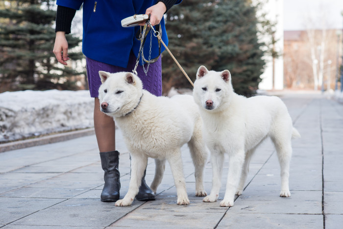 Kishu inu, foto: Shutterstock