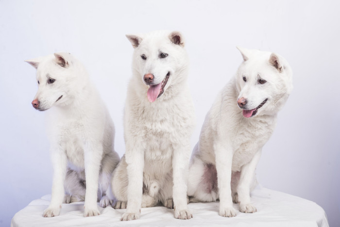 Kishu inu, foto: Shutterstock