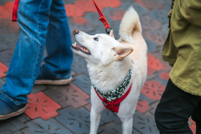 Kishu inu, foto: Shutterstock