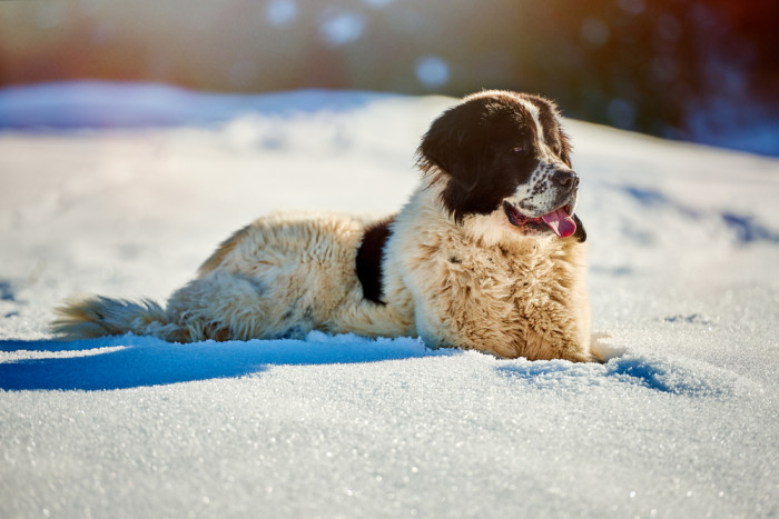 Rumunský ovčák - Bukovina, foto: Shutterstock