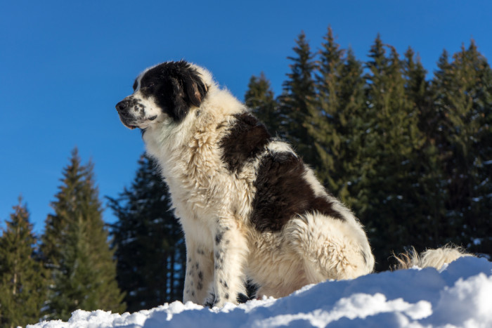 Rumunský ovčák - Bukovina, foto: Shutterstock