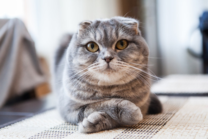 Skotská klapouchá kočka, foto: Shutterstock