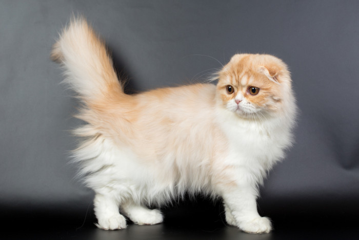 Skotská klapouchá kočka, foto: Shutterstock