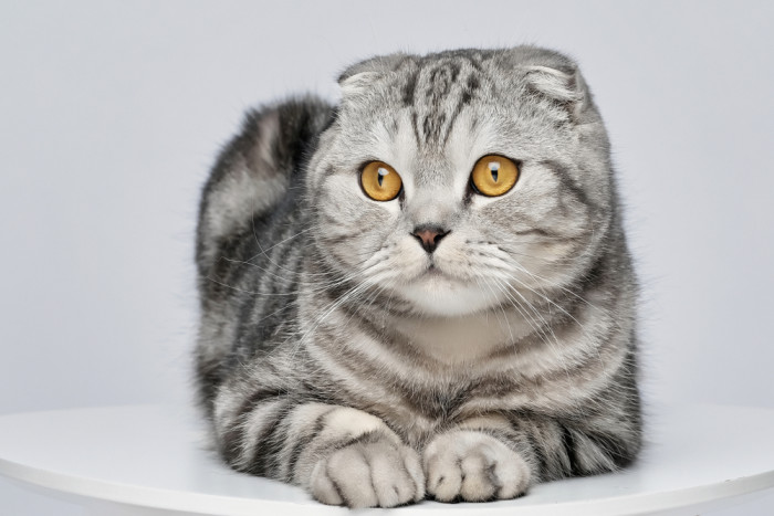 Skotská klapouchá kočka, foto: Shutterstock