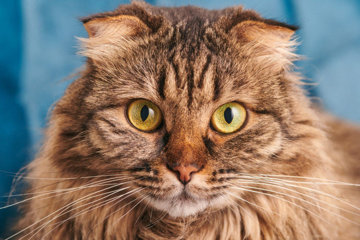 Skotská klapouchá kočka, foto: Shutterstock