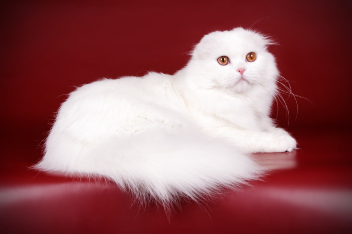 Skotská klapouchá kočka, foto: Shutterstock