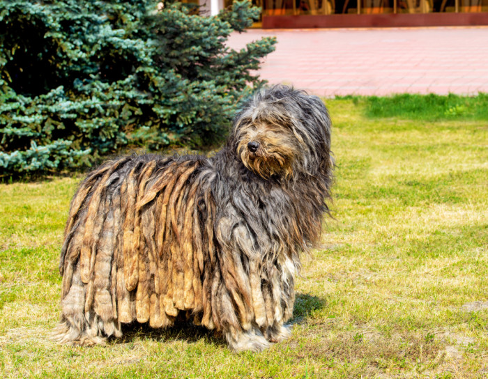 Bergamský ovčák, foto: Shutterstock