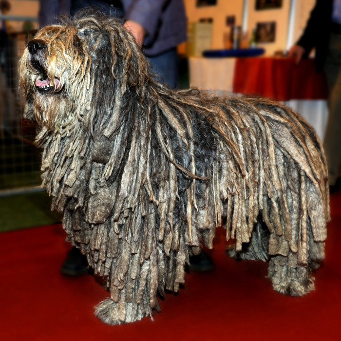 Bergamský ovčák, foto: Shutterstock