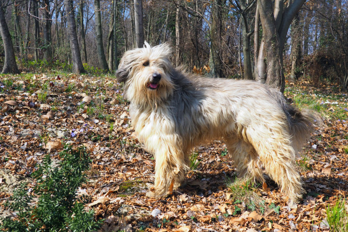 Mladý bergamský ovčák, foto: Shutterstock