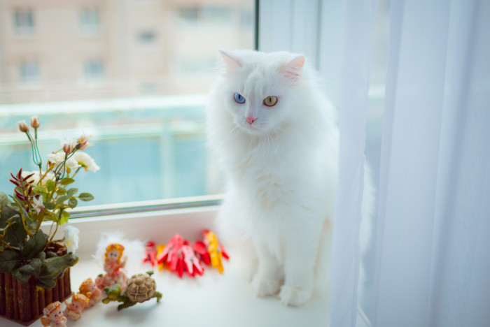Turecká angora, foto: Shutterstock