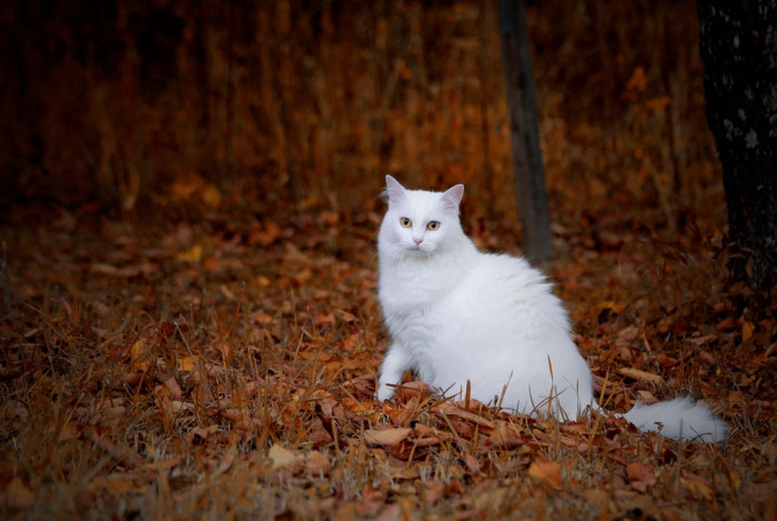 Turecká angora, foto: Shutterstock