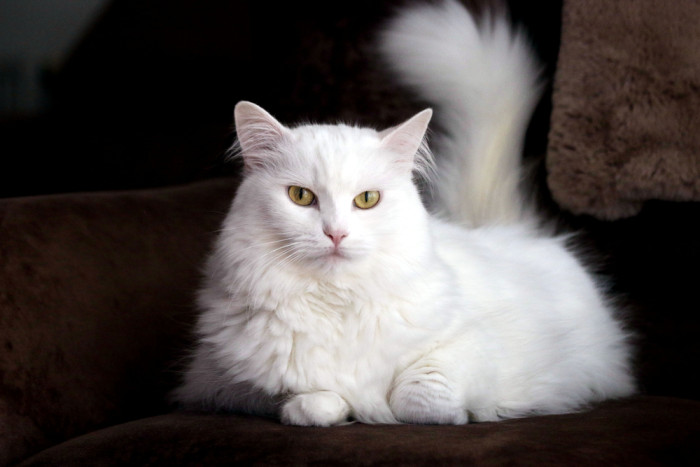 Turecká angora, foto: Shutterstock