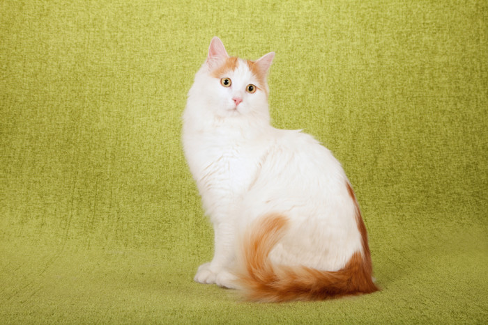 Turecká Van, foto: Shutterstock